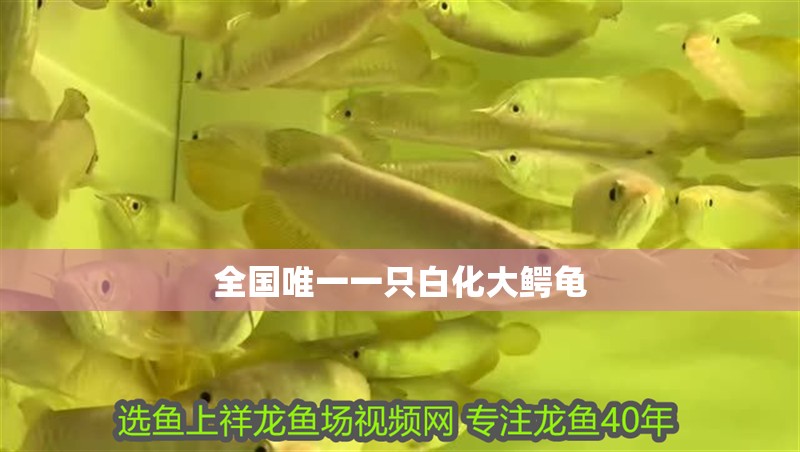 全國唯一一只白化大鱷龜