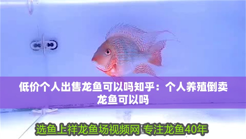 低價個人出售龍魚可以嗎知乎：個人養殖倒賣龍魚可以嗎
