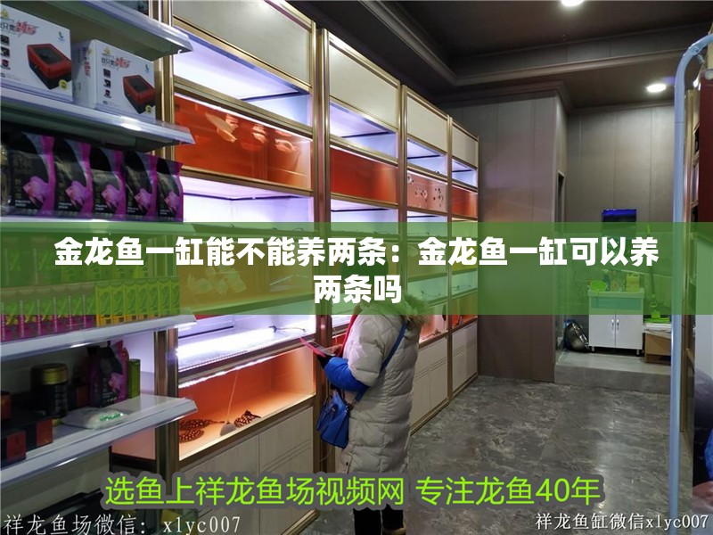 金龍魚一缸能不能養兩條：金龍魚一缸可以養兩條嗎