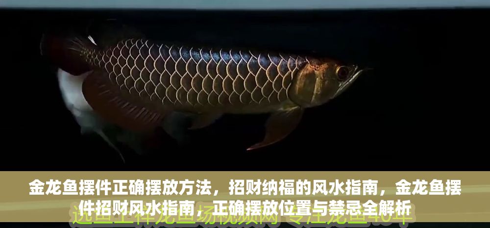 金龍魚擺件正確擺放方法，招財納福的風水指南，金龍魚擺件招財風水指南，正確擺放位置與禁忌全解析