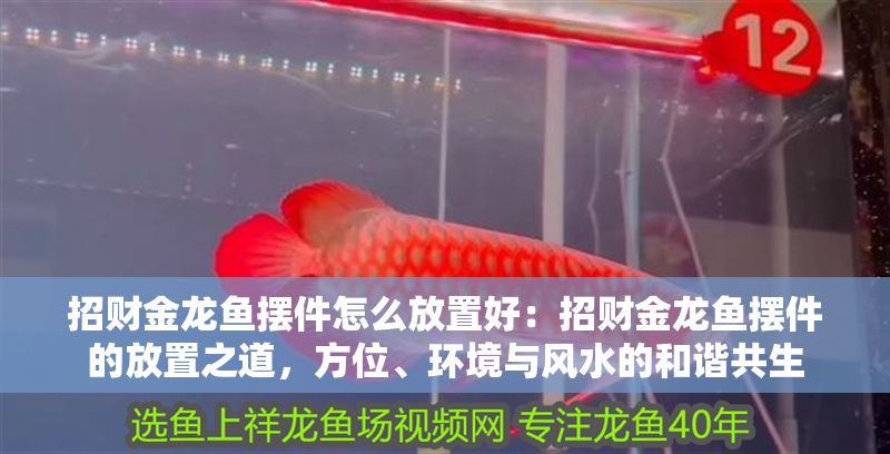 招財金龍魚擺件怎么放置好：招財金龍魚擺件的放置之道，方位、環境與風水的和諧共生