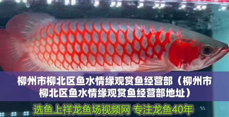 柳州市柳北區魚水情緣觀賞魚經營部（柳州市柳北區魚水情緣觀賞魚經營部地址）