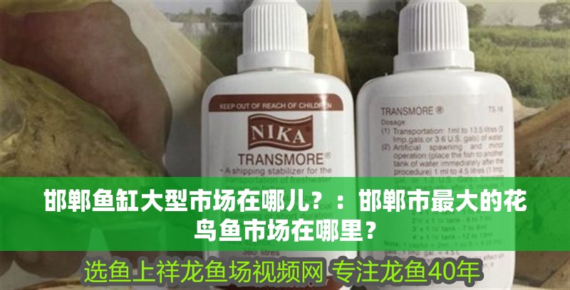 邯鄲魚缸大型市場在哪兒？：邯鄲市最大的花鳥魚市場在哪里？