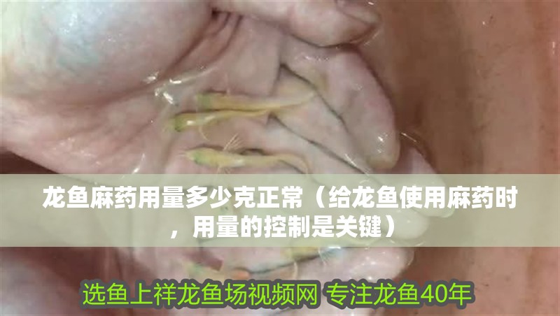 龍魚麻藥用量多少克正常（給龍魚使用麻藥時，用量的控制是關鍵）