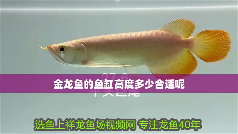 金龍魚的魚缸高度多少合適呢