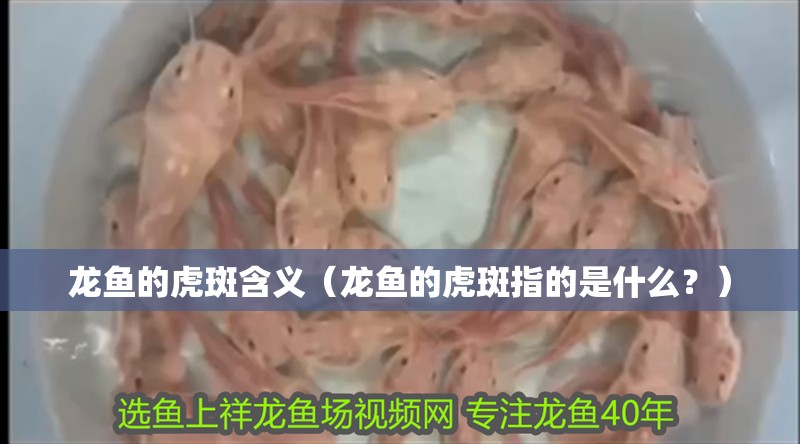 龍魚的虎斑含義（龍魚的虎斑指的是什么？）