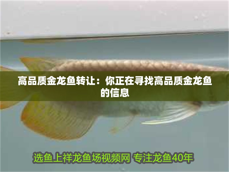 高品質(zhì)金龍魚轉(zhuǎn)讓：你正在尋找高品質(zhì)金龍魚的信息