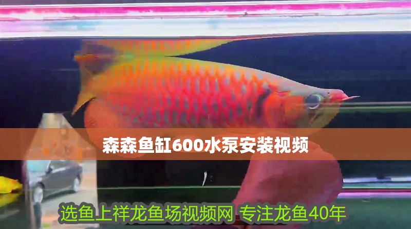 森森魚(yú)缸600水泵安裝視頻