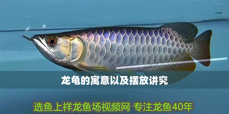 龍龜的寓意以及擺放講究