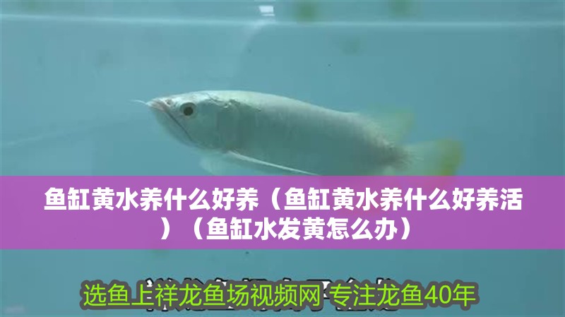 魚缸黃水養什么好養（魚缸黃水養什么好養活）（魚缸水發黃怎么辦） 魚缸黃水養什么好養（魚缸黃水養什么好養活）（魚缸水發黃怎么辦） 魚缸百科