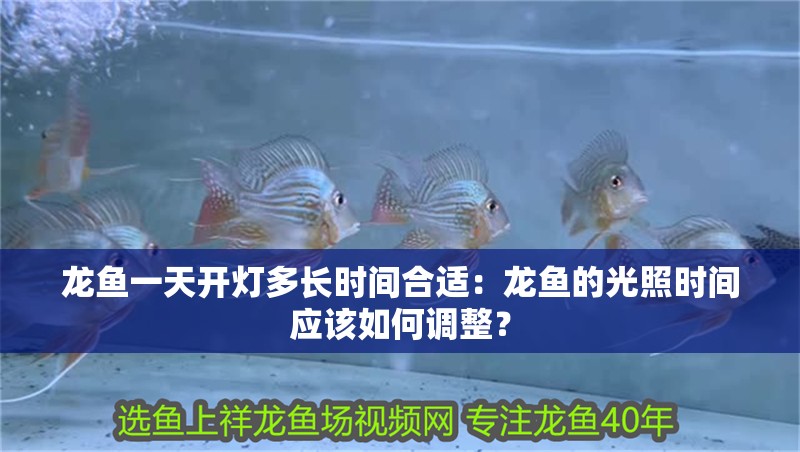 龍魚一天開燈多長時間合適：龍魚的光照時間應該如何調整？