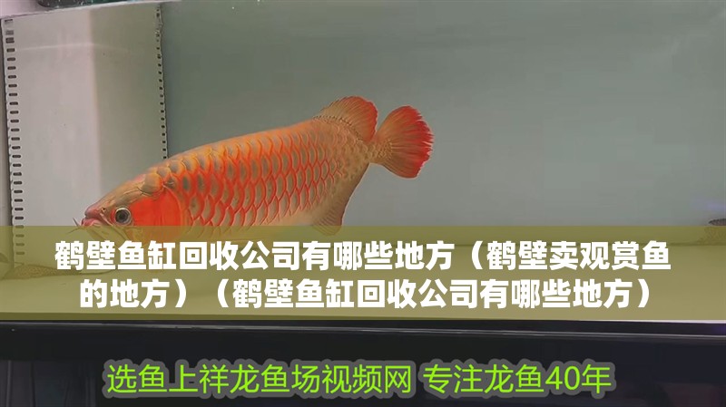 鶴壁魚缸回收公司有哪些地方（鶴壁賣觀賞魚的地方）（鶴壁魚缸回收公司有哪些地方）