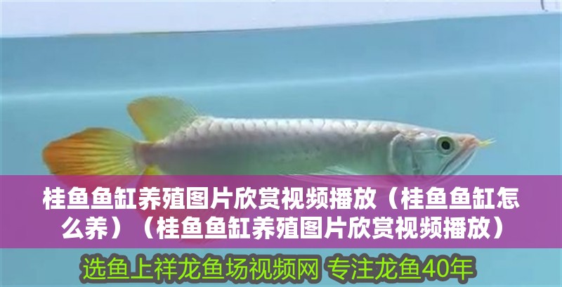 桂魚魚缸養殖圖片欣賞視頻播放（桂魚魚缸怎么養）（桂魚魚缸養殖圖片欣賞視頻播放）