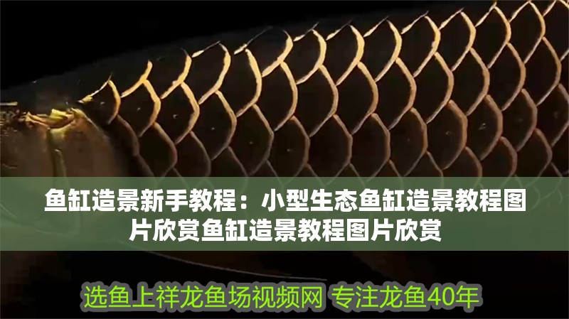 魚缸造景新手教程：小型生態(tài)魚缸造景教程圖片欣賞魚缸造景教程圖片欣賞