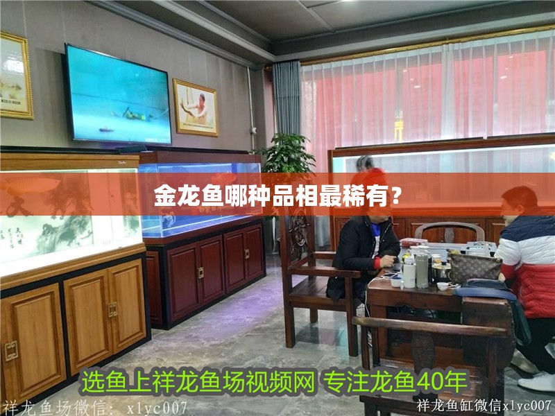 金龍魚哪種品相最稀有？ 金龍魚哪種品相最稀有？ 龍魚論壇