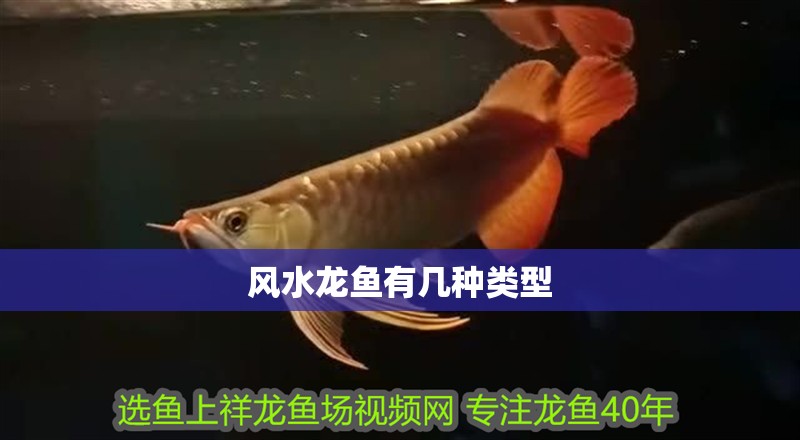 風水龍魚有幾種類型