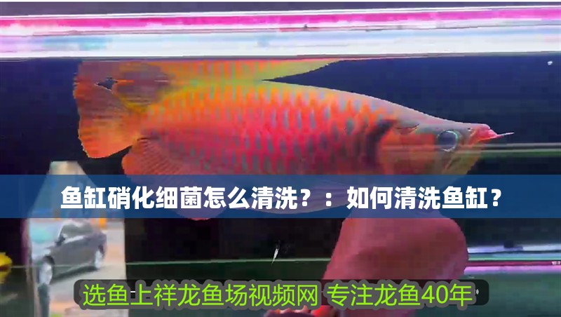 魚(yú)缸硝化細(xì)菌怎么清洗？：如何清洗魚(yú)缸？