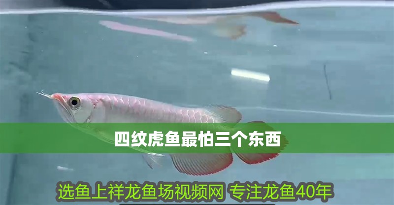 四紋虎魚最怕三個(gè)東西