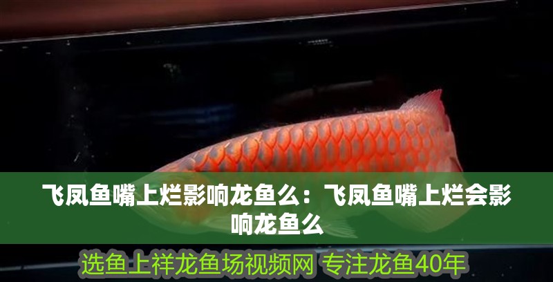 飛鳳魚嘴上爛影響龍魚么：飛鳳魚嘴上爛會影響龍魚么