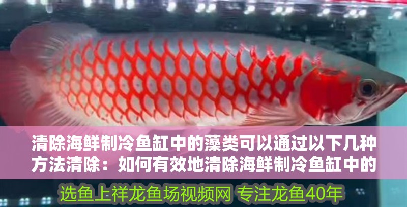 清除海鮮制冷魚缸中的藻類可以通過以下幾種方法清除：如何有效地清除海鮮制冷魚缸中的藻類