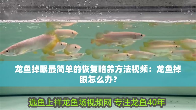 龍魚掉眼最簡單的恢復暗養方法視頻：龍魚掉眼怎么辦？