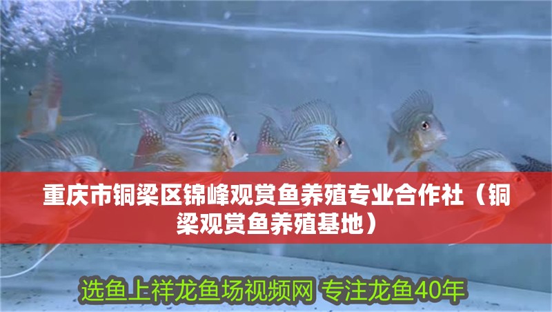 重慶市銅梁區(qū)錦峰觀賞魚養(yǎng)殖專業(yè)合作社（銅梁觀賞魚養(yǎng)殖基地）