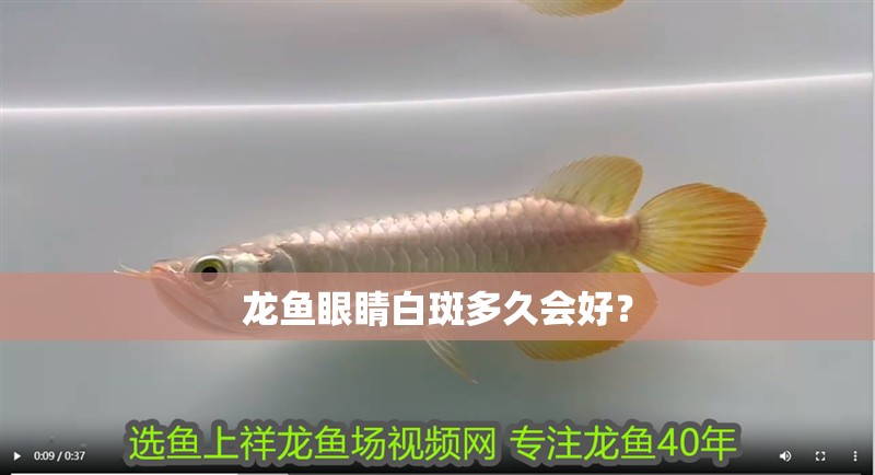 龍魚眼睛白斑多久會好？