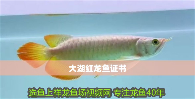 大湖紅龍魚證書