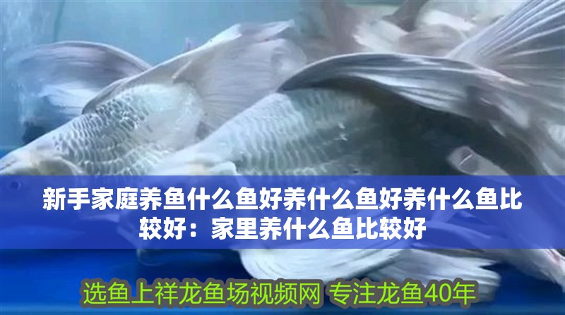 新手家庭養魚什么魚好養什么魚好養什么魚比較好：家里養什么魚比較好