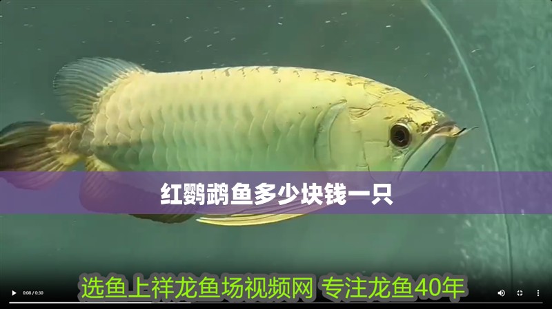 紅鸚鵡魚多少塊錢一只