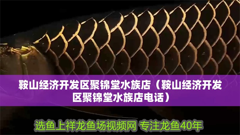 鞍山經濟開發區聚錦堂水族店（鞍山經濟開發區聚錦堂水族店電話）