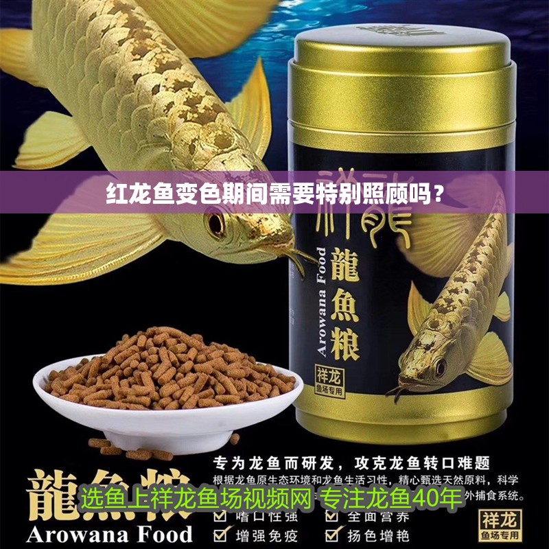 紅龍魚變色期間需要特別照顧嗎？