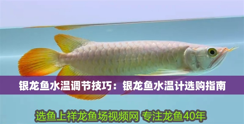 銀龍魚水溫調(diào)節(jié)技巧：銀龍魚水溫計選購指南