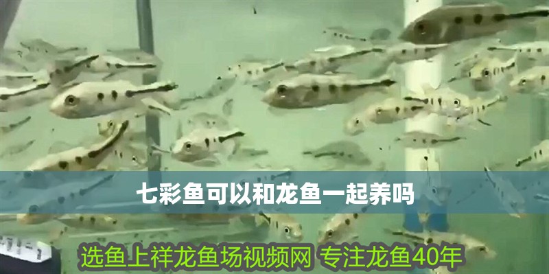 七彩魚可以和龍魚一起養(yǎng)嗎