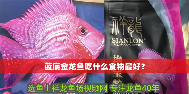 藍底金龍魚吃什么食物最好？