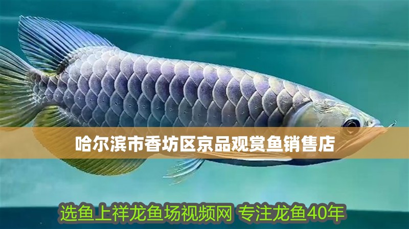 哈爾濱市香坊區(qū)京品觀賞魚銷售店