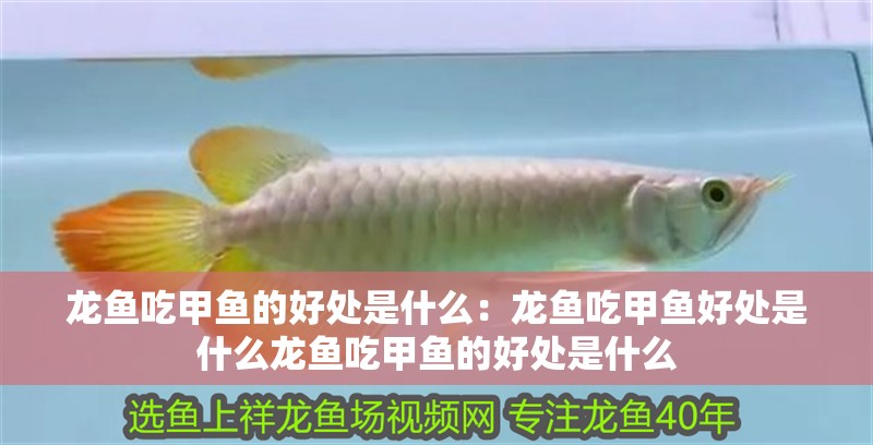 龍魚吃甲魚的好處是什么：龍魚吃甲魚好處是什么龍魚吃甲魚的好處是什么