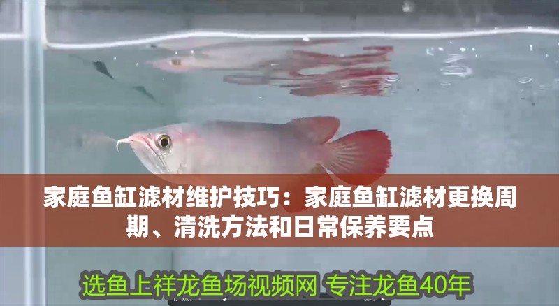 家庭魚缸濾材維護技巧：家庭魚缸濾材更換周期、清洗方法和日常保養要點 家庭魚缸濾材維護技巧：家庭魚缸濾材更換周期、清洗方法和日常保養要點 魚缸百科