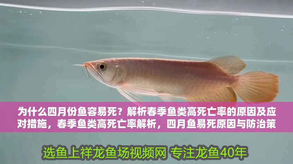 為什么四月份魚容易死？解析春季魚類高死亡率的原因及應對措施，春季魚類高死亡率解析，四月魚易死原因與防治策略
