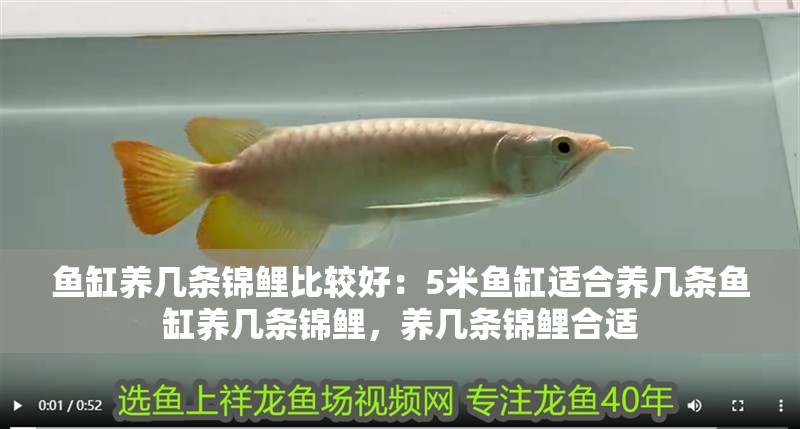 魚缸養幾條錦鯉比較好：5米魚缸適合養幾條魚缸養幾條錦鯉，養幾條錦鯉合適