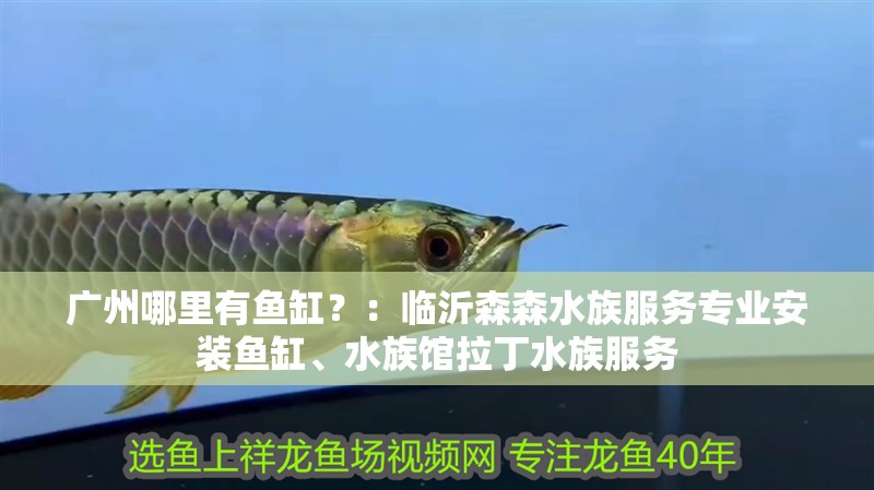 廣州哪里有魚缸？：臨沂森森水族服務(wù)專業(yè)安裝魚缸、水族館拉丁水族服務(wù)