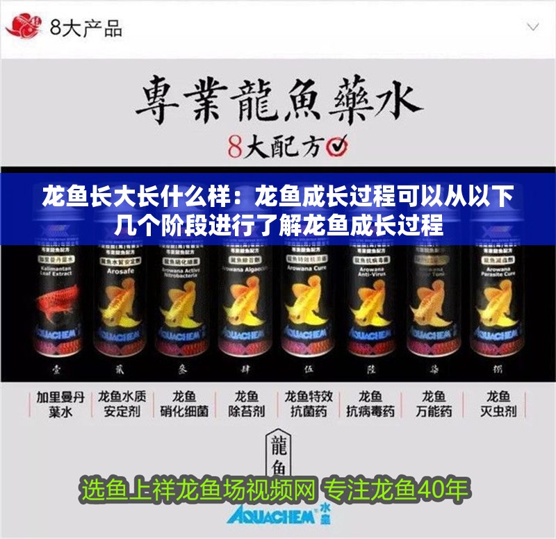 龍魚長大長什么樣：龍魚成長過程可以從以下幾個階段進行了解龍魚成長過程
