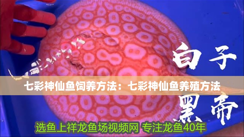 七彩神仙魚飼養方法：七彩神仙魚養殖方法