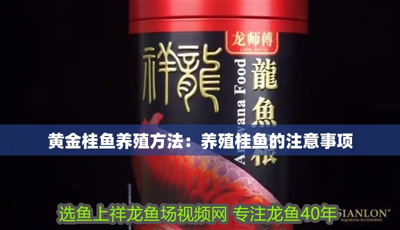 黃金桂魚養殖方法：養殖桂魚的注意事項