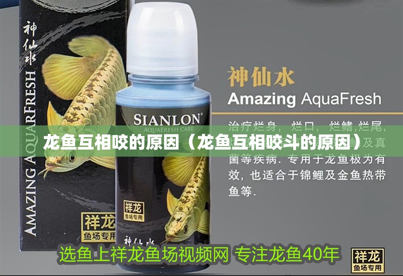 龍魚互相咬的原因（龍魚互相咬斗的原因）