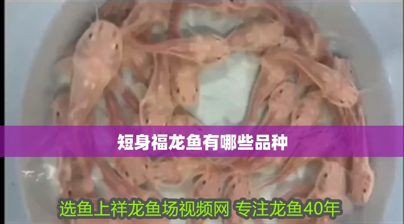 短身福龍魚有哪些品種