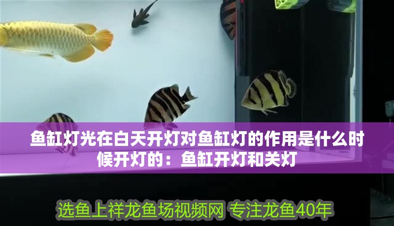 魚缸燈光在白天開燈對魚缸燈的作用是什么時候開燈的：魚缸開燈和關燈