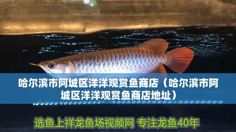 哈爾濱市阿城區洋洋觀賞魚商店（哈爾濱市阿城區洋洋觀賞魚商店地址）
