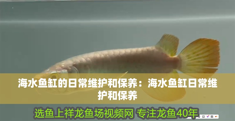 海水魚(yú)缸的日常維護(hù)和保養(yǎng)：海水魚(yú)缸日常維護(hù)和保養(yǎng)