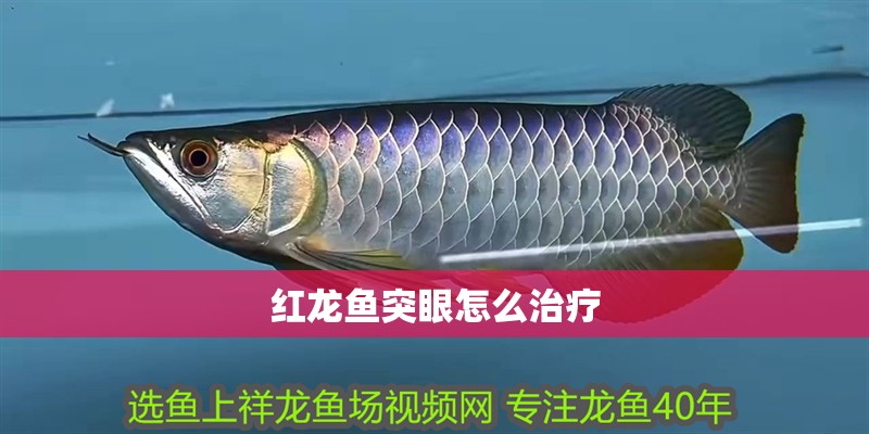 紅龍魚突眼怎么治療